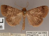 Plecoptera punctilinea